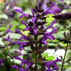 Purple & Bloom Salvia, Anise Sage, Salvia guaranitica 'Purple & Bloom'